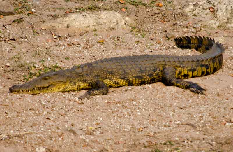 Cocodrilo - parque nacional de Chobe - Botswana 4.jpg